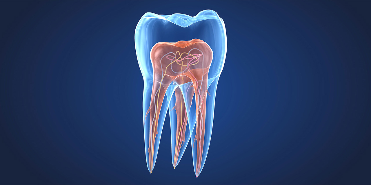 Illustrazione anatomica del dente con polpa e canali radicolari, utile a comprendere l'endodonzia